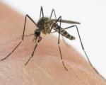 Interventi di contrasto alla proliferazione delle zanzare - Comune di Pieve a Nievole - Anno 2021